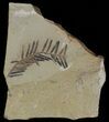 Metasequoia (Dawn Redwood) Fossil Plate - Montana #52183-1